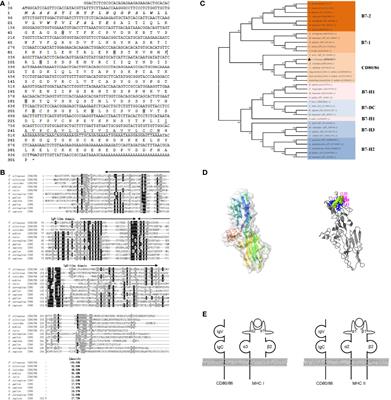 Characterization of Co-Stimulatory Ligand CD80/86 and Its Effect as a Molecular Adjuvant on DNA Vaccine Against Vibrio anguillarum in Flounder (Paralichthys olivaceus)